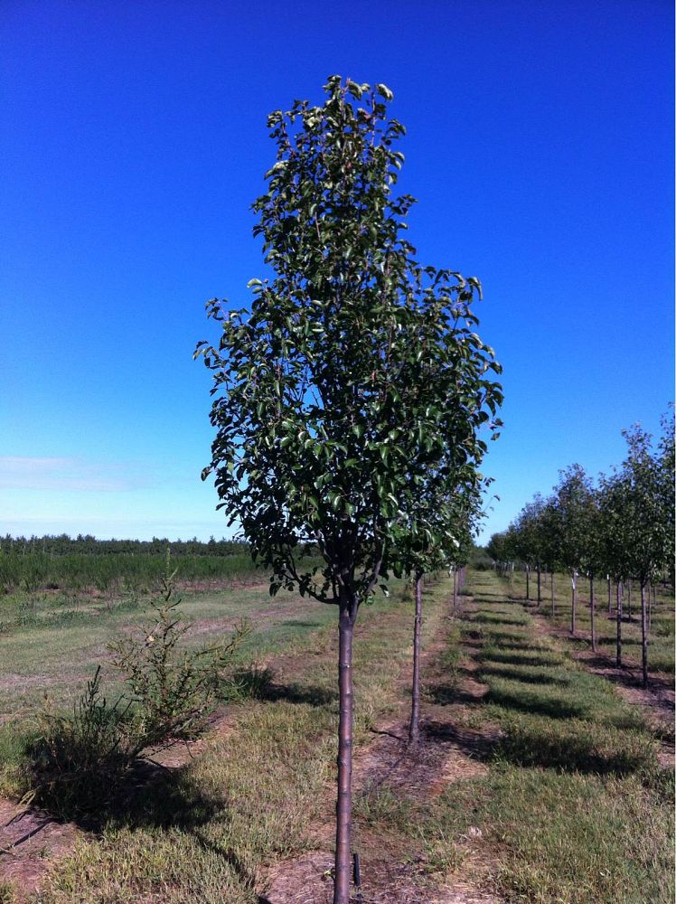 pyrus-calleryana-cleveland-select-callery-pear