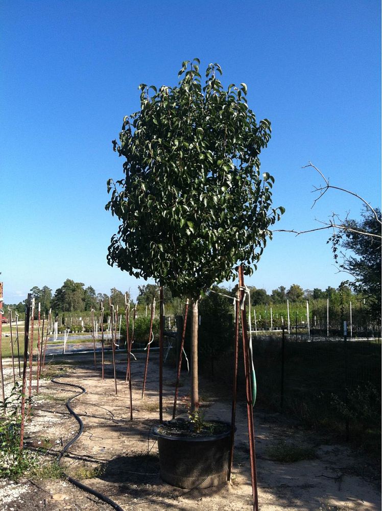 pyrus-calleryana-cleveland-select-callery-pear