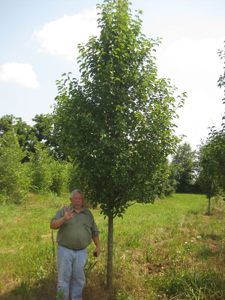 pyrus-calleryana-cleveland-select-callery-pear