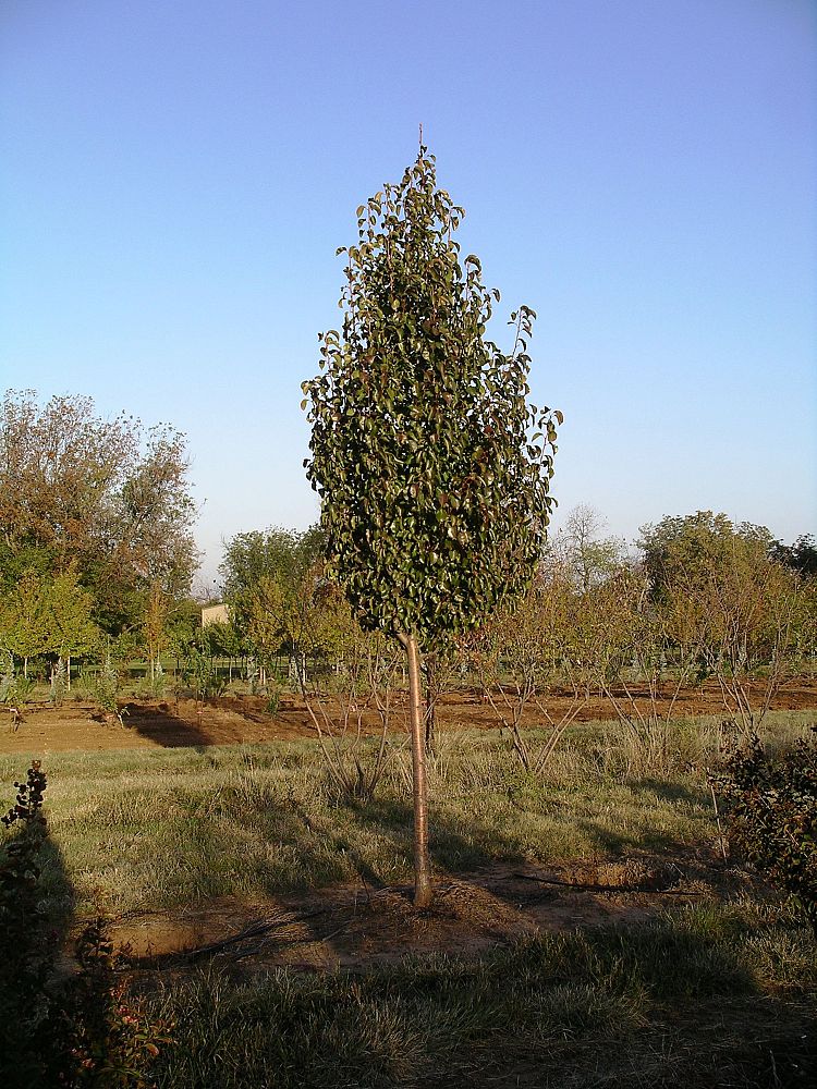 pyrus-calleryana-cleveland-select-callery-pear
