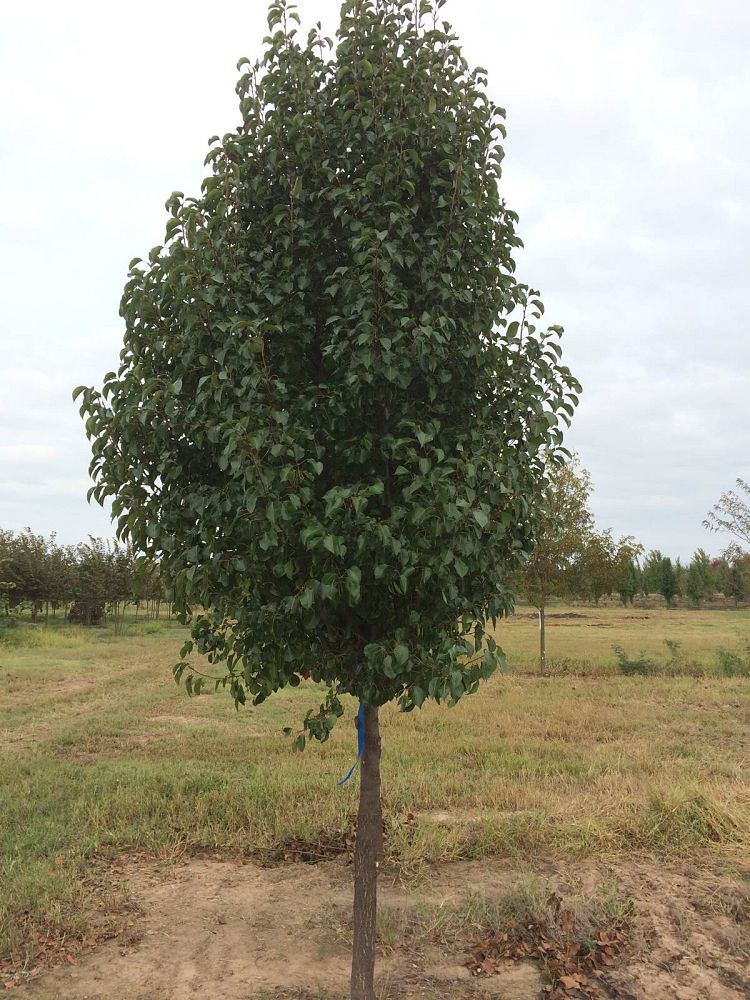 pyrus-calleryana-cleveland-select-callery-pear