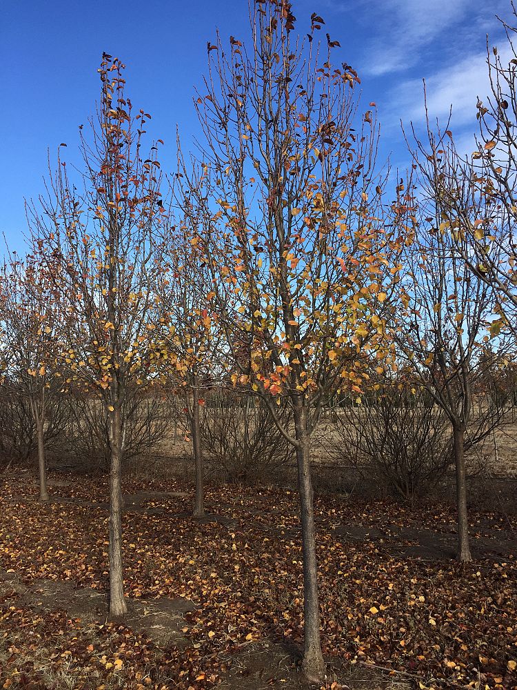 pyrus-calleryana-cleveland-select-callery-pear