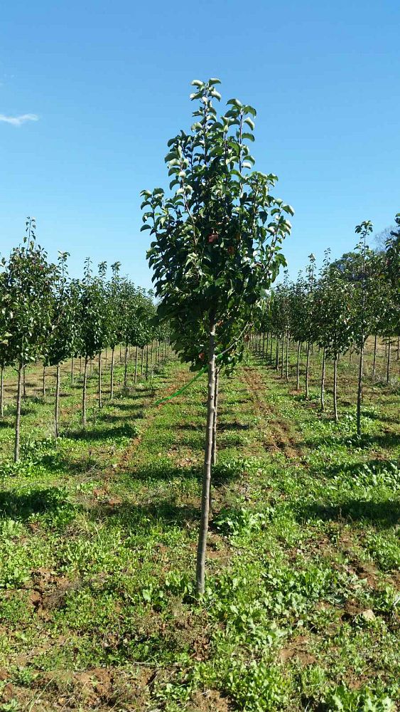 pyrus-calleryana-cleveland-select-callery-pear