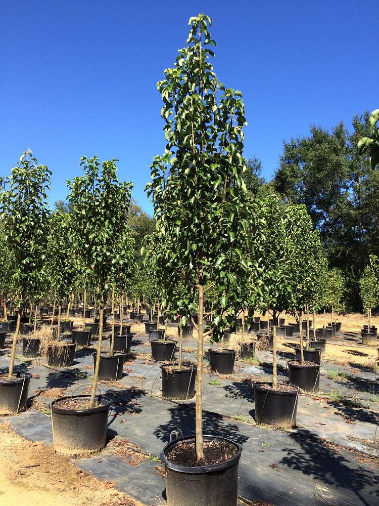 pyrus-calleryana-cleveland-select-callery-pear