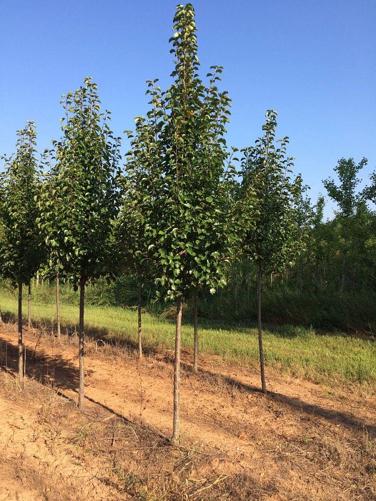 pyrus-calleryana-cleveland-select-callery-pear