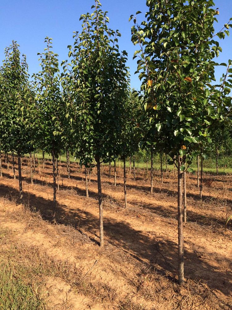 pyrus-calleryana-cleveland-select-callery-pear