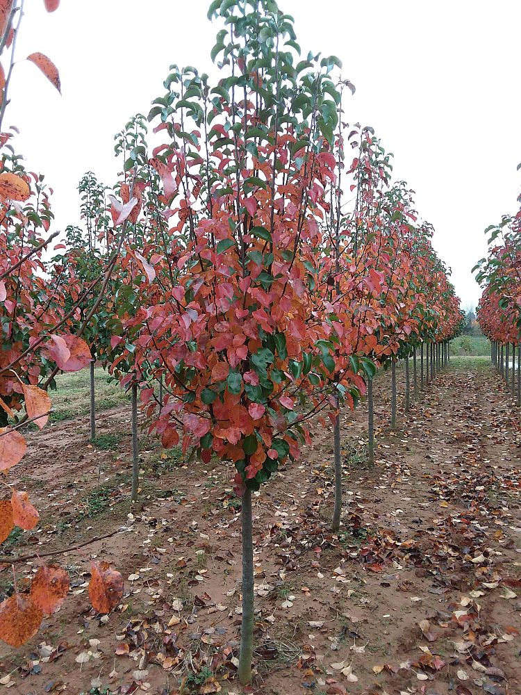 pyrus-calleryana-cleveland-select-callery-pear