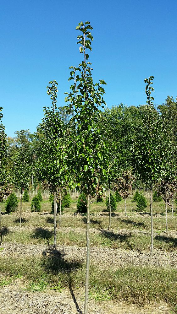 pyrus-calleryana-cleveland-select-callery-pear