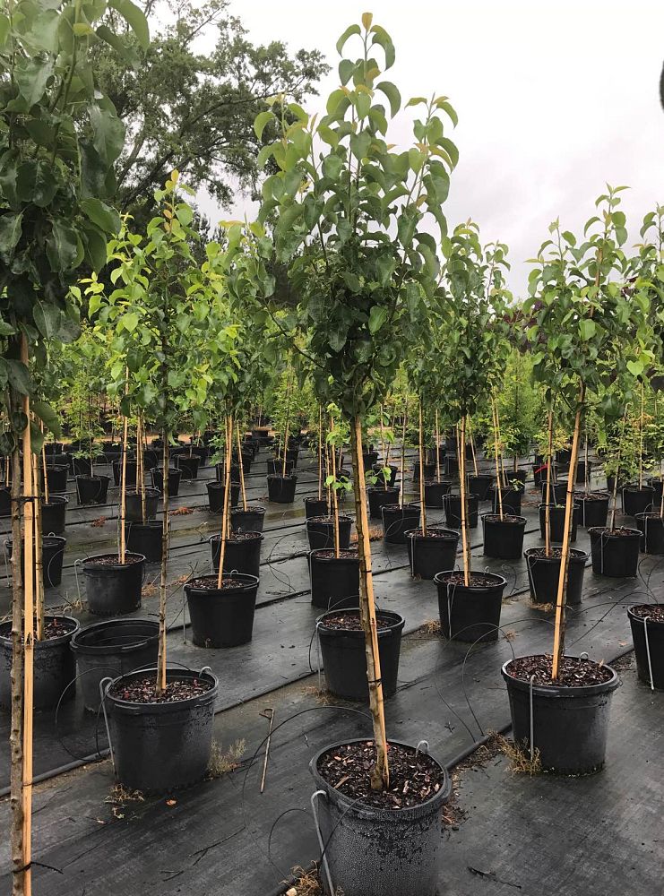 pyrus-calleryana-cleveland-select-callery-pear