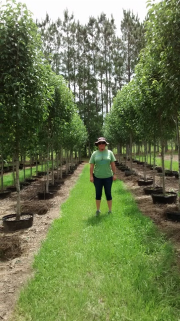 pyrus-calleryana-cleveland-select-callery-pear