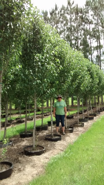 pyrus-calleryana-cleveland-select-callery-pear