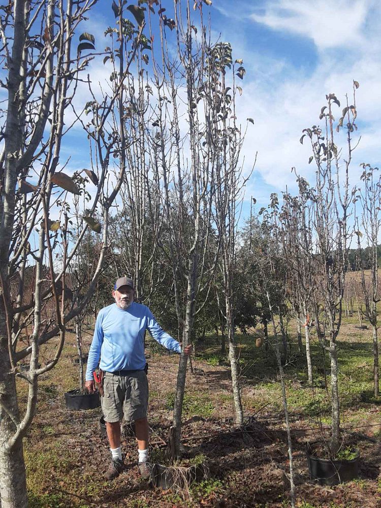 pyrus-calleryana-cleveland-select-callery-pear