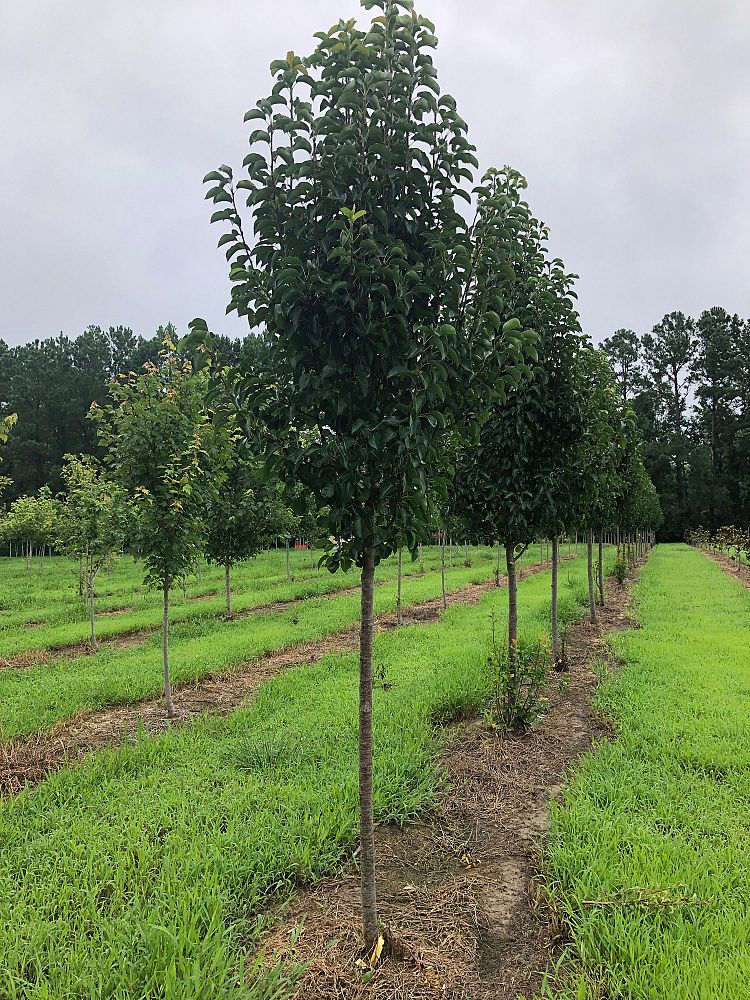 pyrus-calleryana-cleveland-select-callery-pear