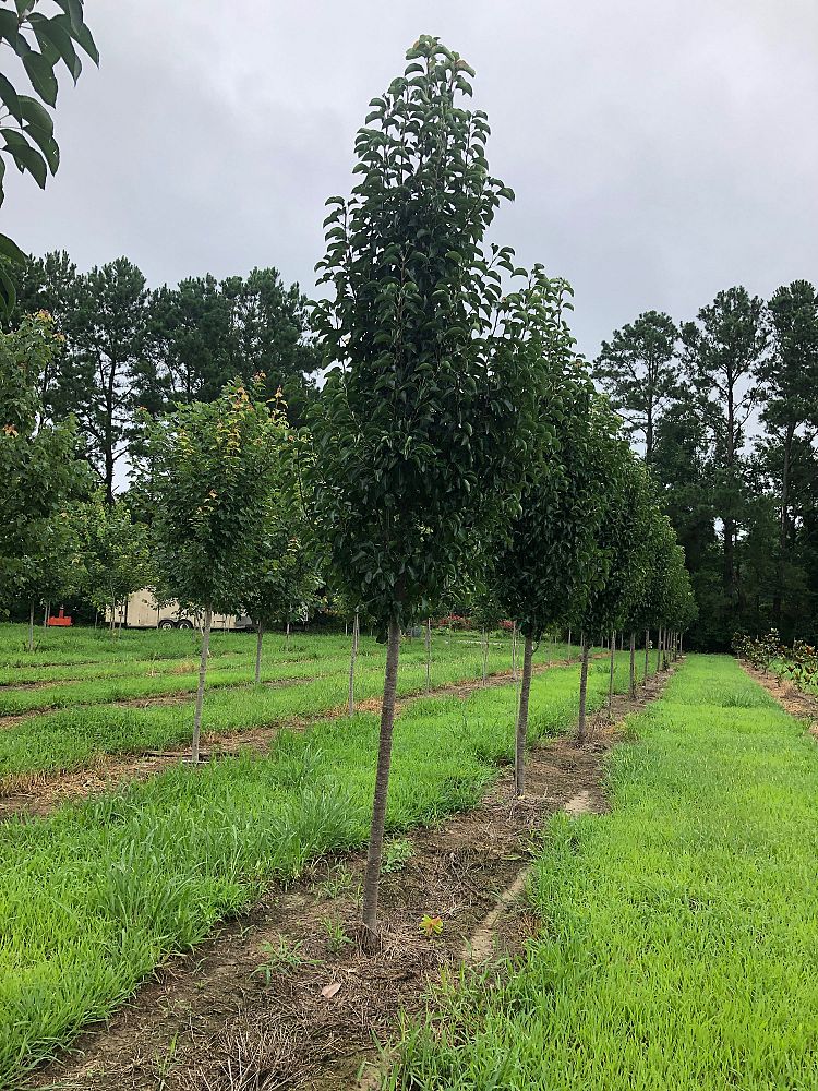 pyrus-calleryana-cleveland-select-callery-pear