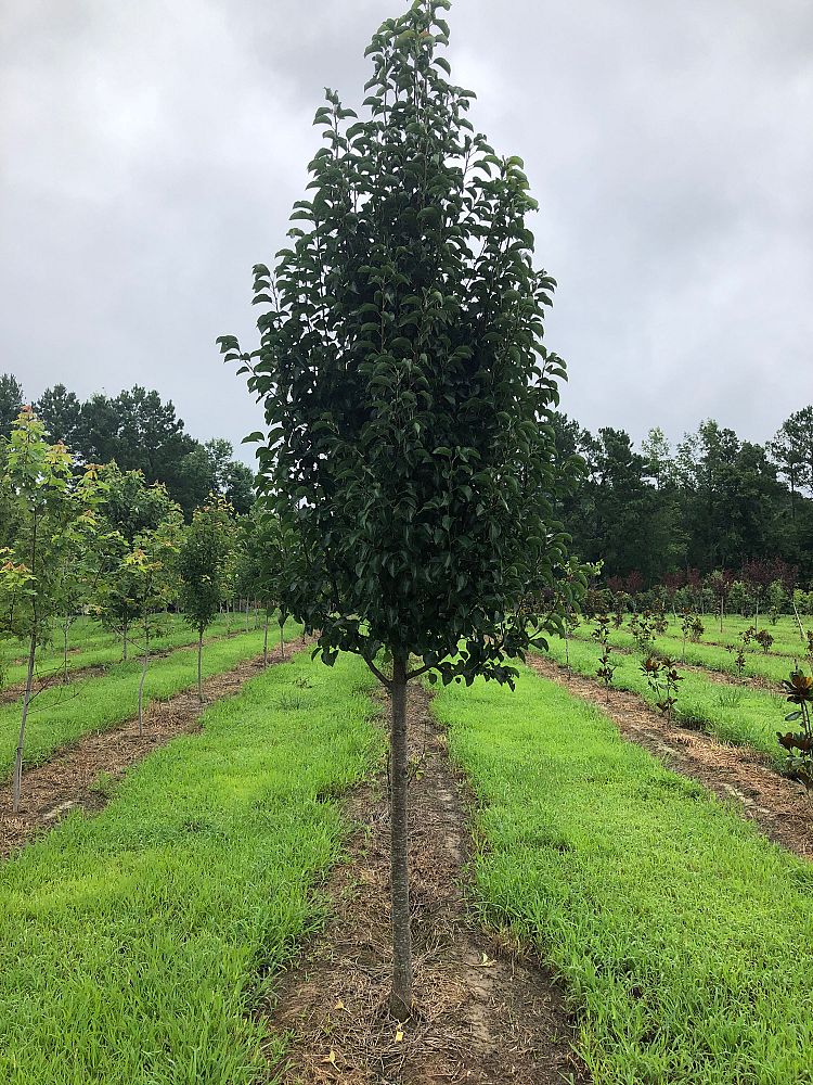 pyrus-calleryana-cleveland-select-callery-pear