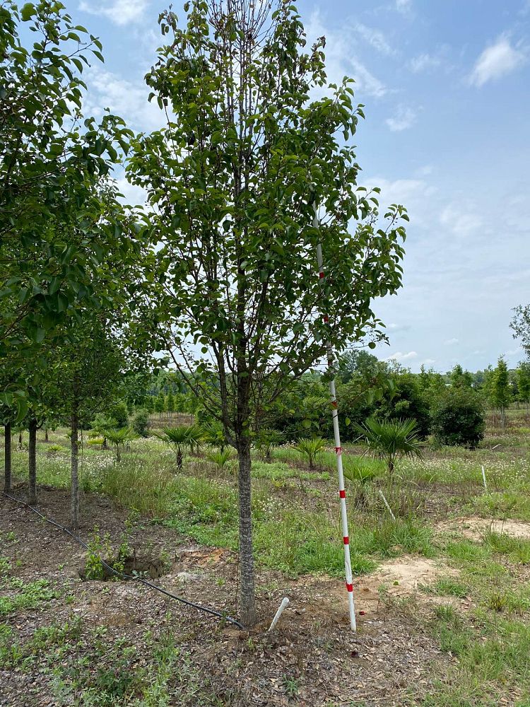 pyrus-calleryana-cleveland-select-callery-pear