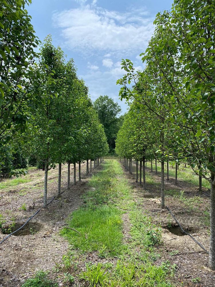pyrus-calleryana-cleveland-select-callery-pear