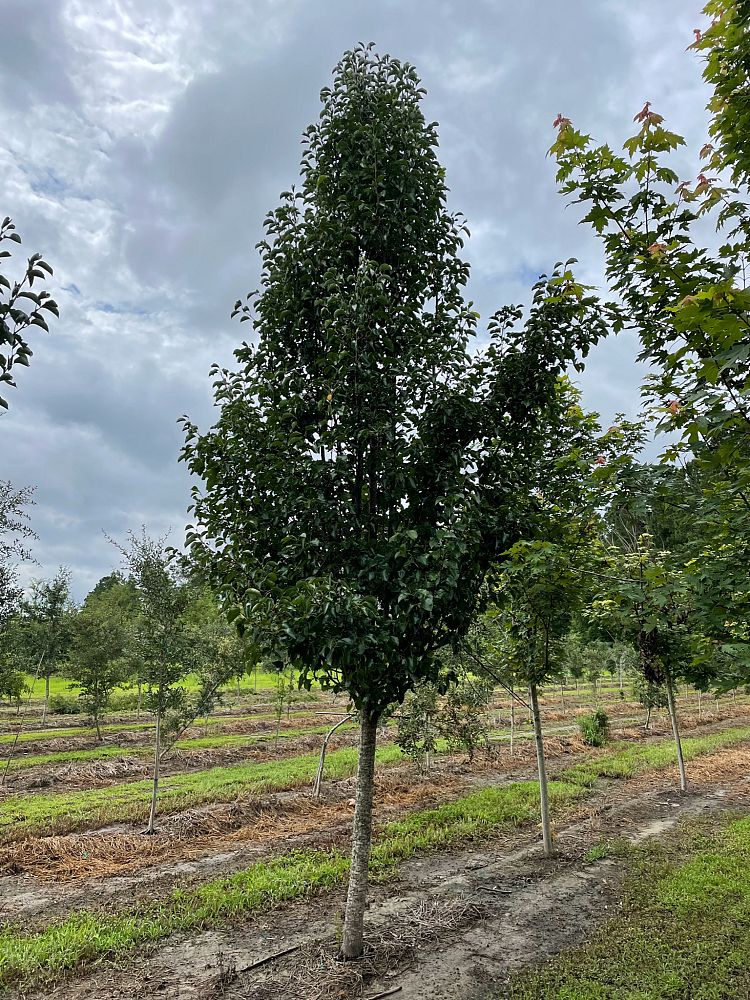 pyrus-calleryana-cleveland-select-callery-pear