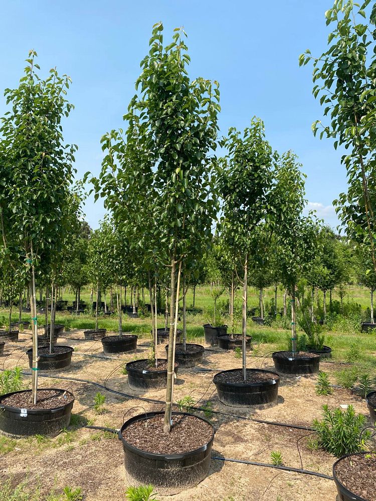 pyrus-calleryana-cleveland-select-callery-pear