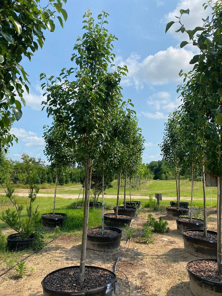 pyrus-calleryana-cleveland-select-callery-pear