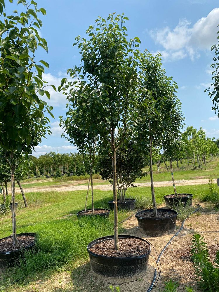 pyrus-calleryana-cleveland-select-callery-pear