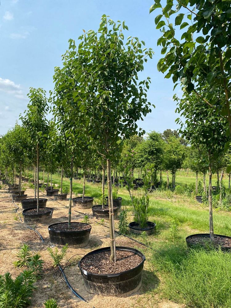 pyrus-calleryana-cleveland-select-callery-pear