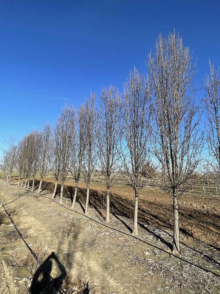 pyrus-calleryana-cleveland-select-callery-pear