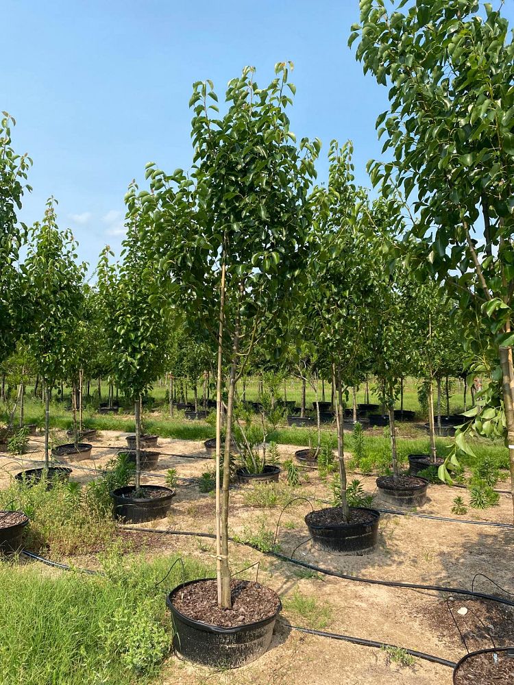 pyrus-calleryana-cleveland-select-callery-pear