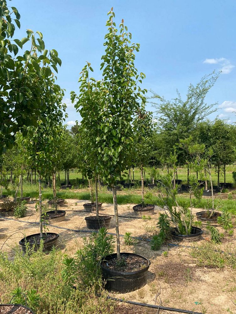 pyrus-calleryana-cleveland-select-callery-pear