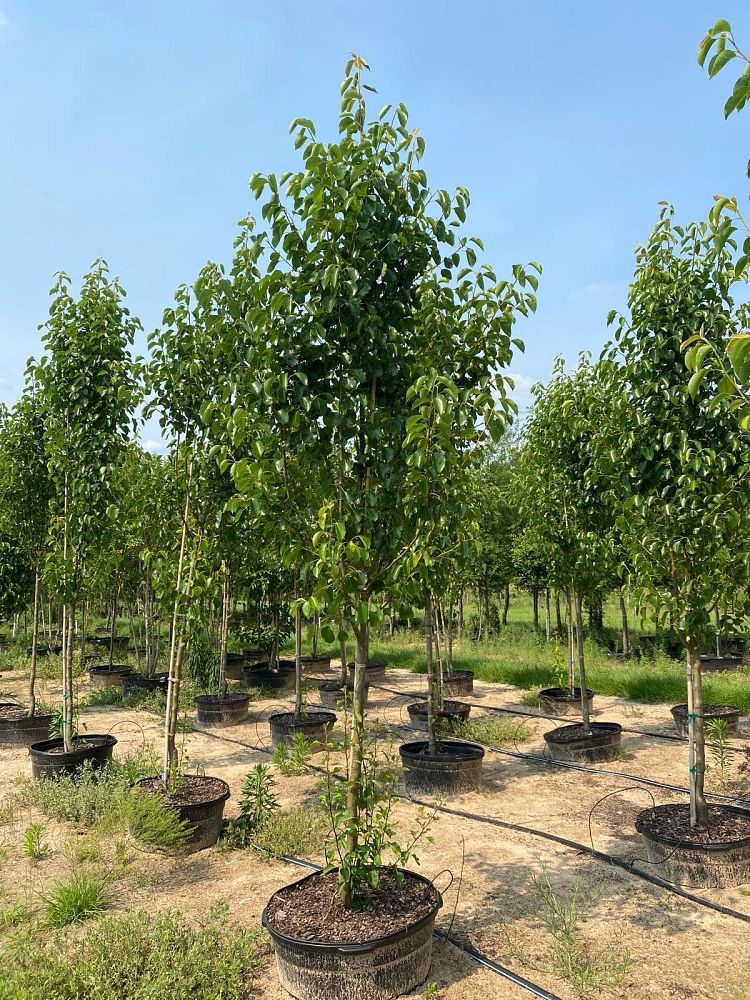pyrus-calleryana-cleveland-select-callery-pear