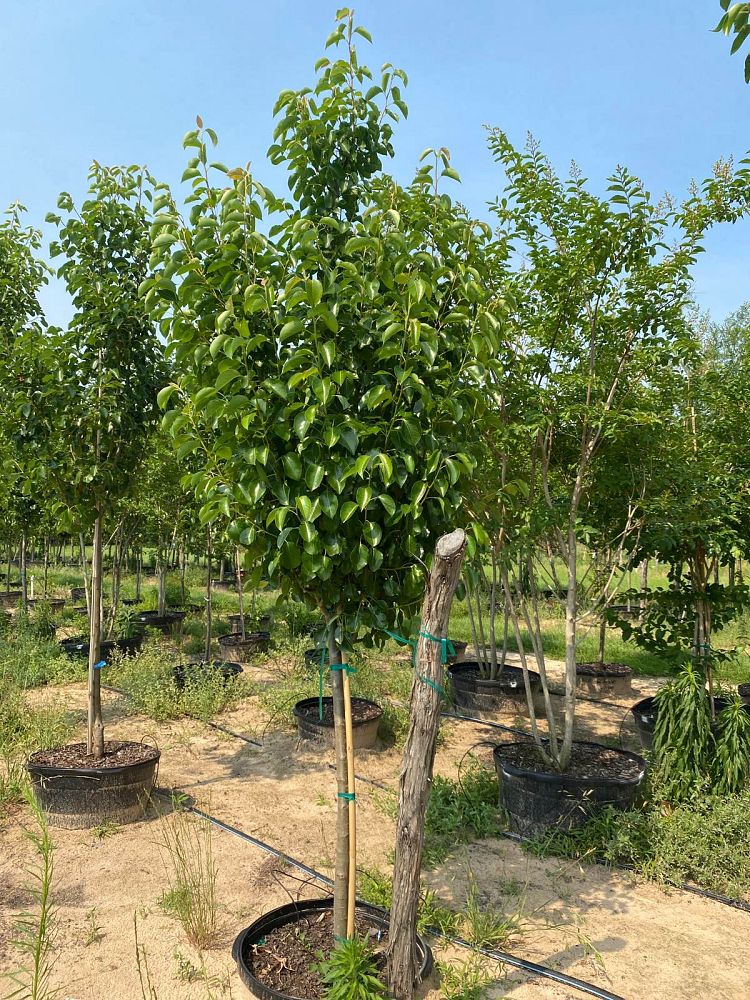 pyrus-calleryana-cleveland-select-callery-pear