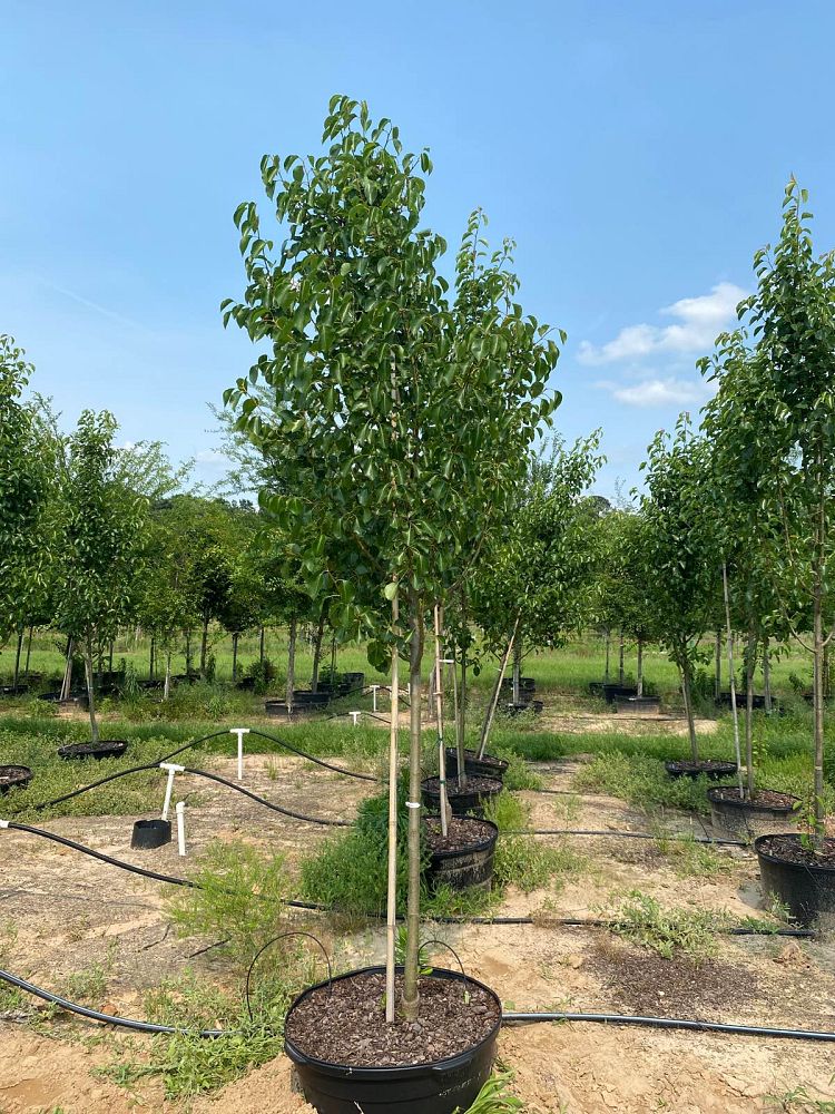 pyrus-calleryana-cleveland-select-callery-pear