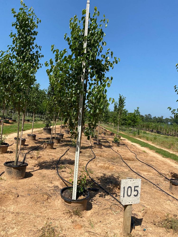 pyrus-calleryana-cleveland-select-callery-pear