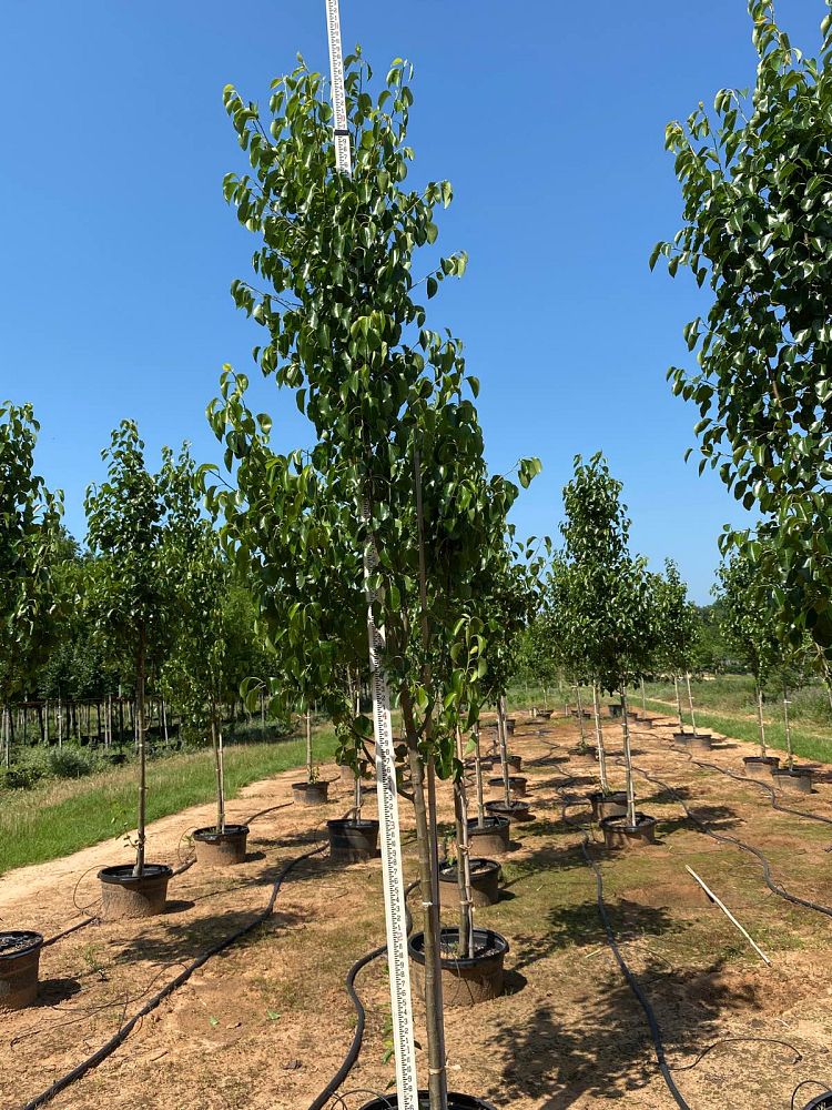 pyrus-calleryana-cleveland-select-callery-pear