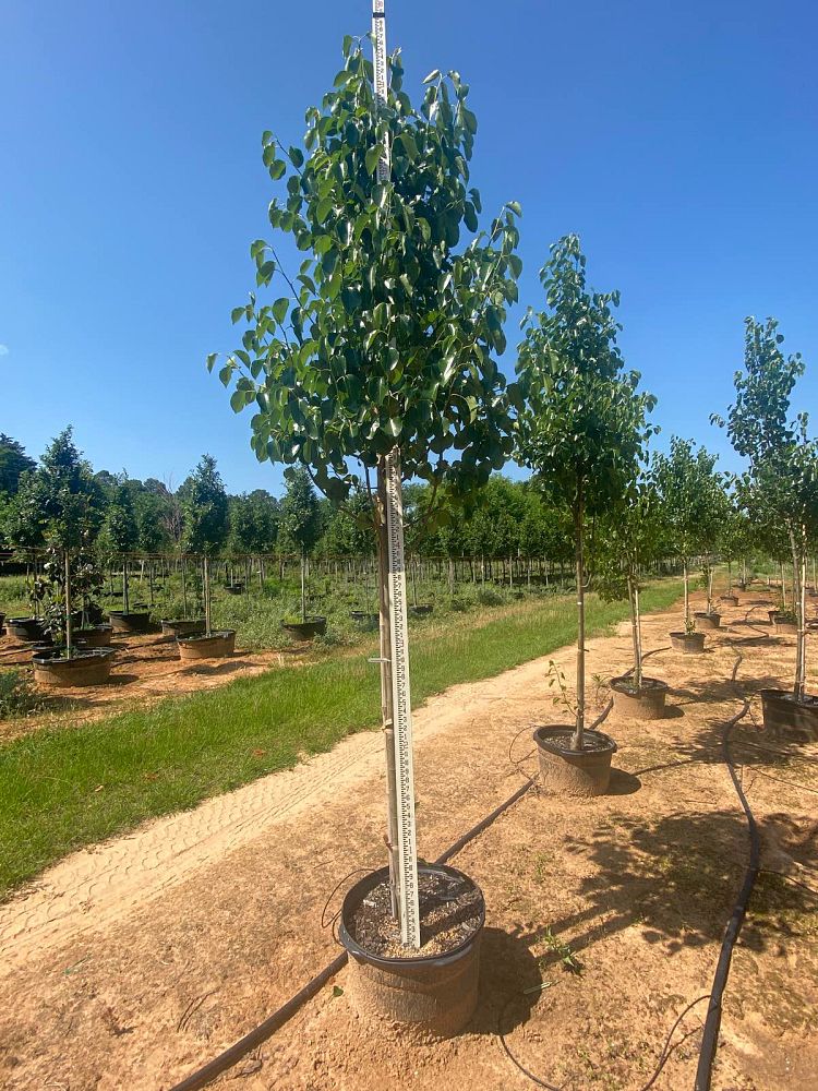pyrus-calleryana-cleveland-select-callery-pear