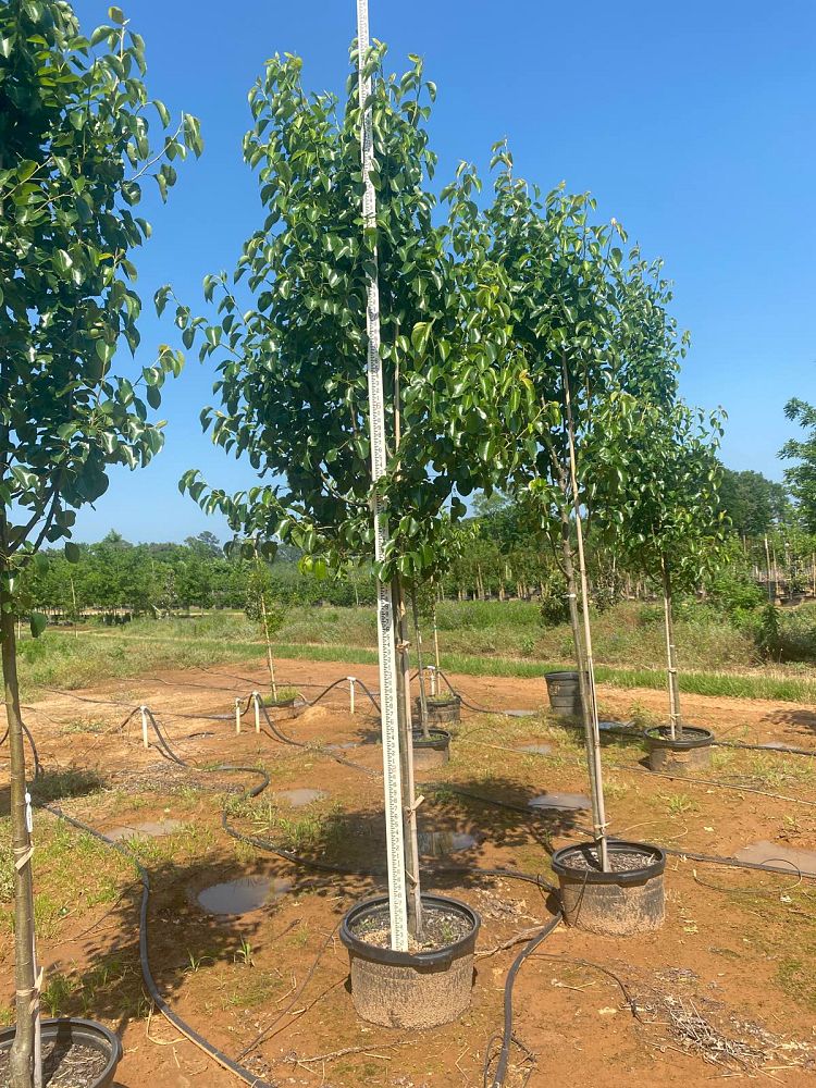 pyrus-calleryana-cleveland-select-callery-pear