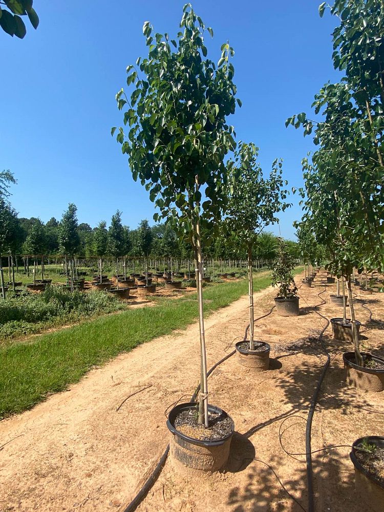 pyrus-calleryana-cleveland-select-callery-pear