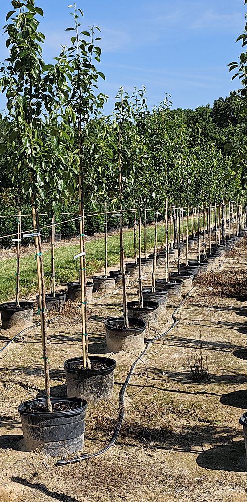 pyrus-calleryana-cleveland-select-callery-pear