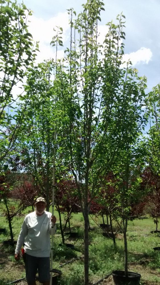 pyrus-calleryana-freedom-callery-pear