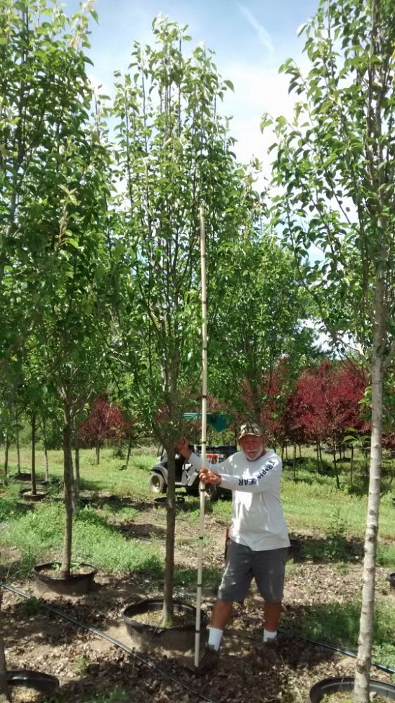 pyrus-calleryana-freedom-callery-pear