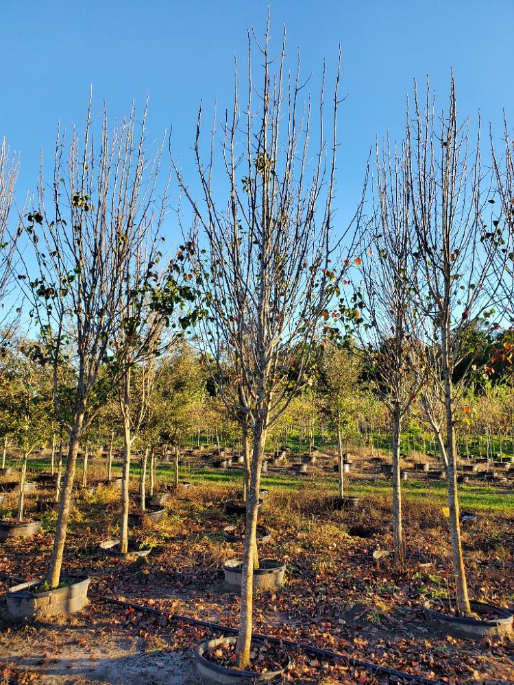 pyrus-calleryana-freedom-callery-pear