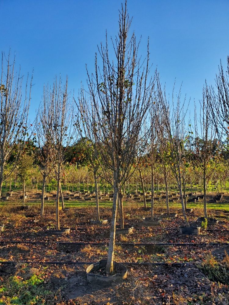 pyrus-calleryana-freedom-callery-pear