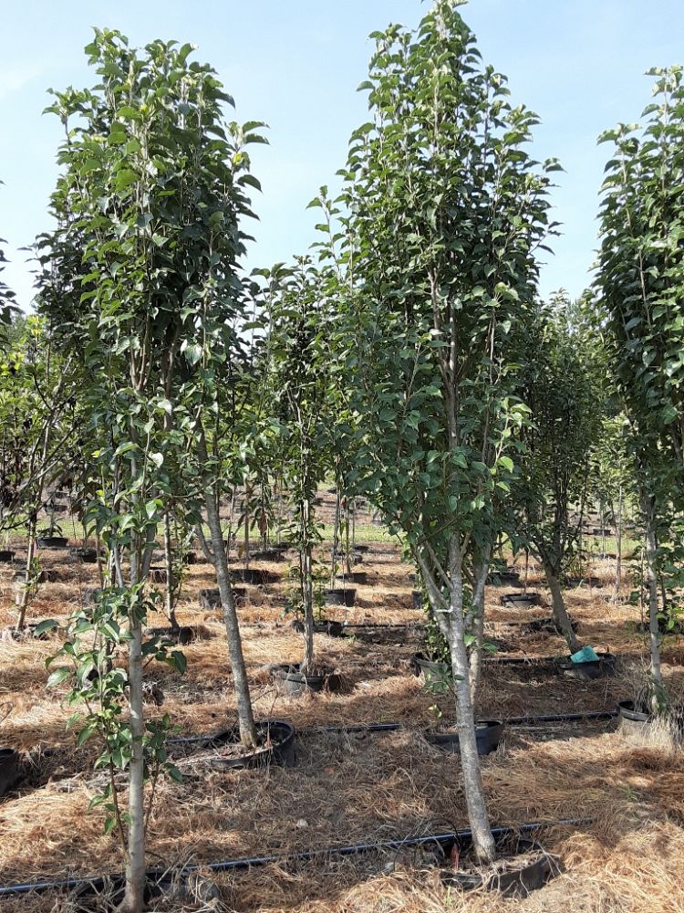pyrus-calleryana-freedom-callery-pear