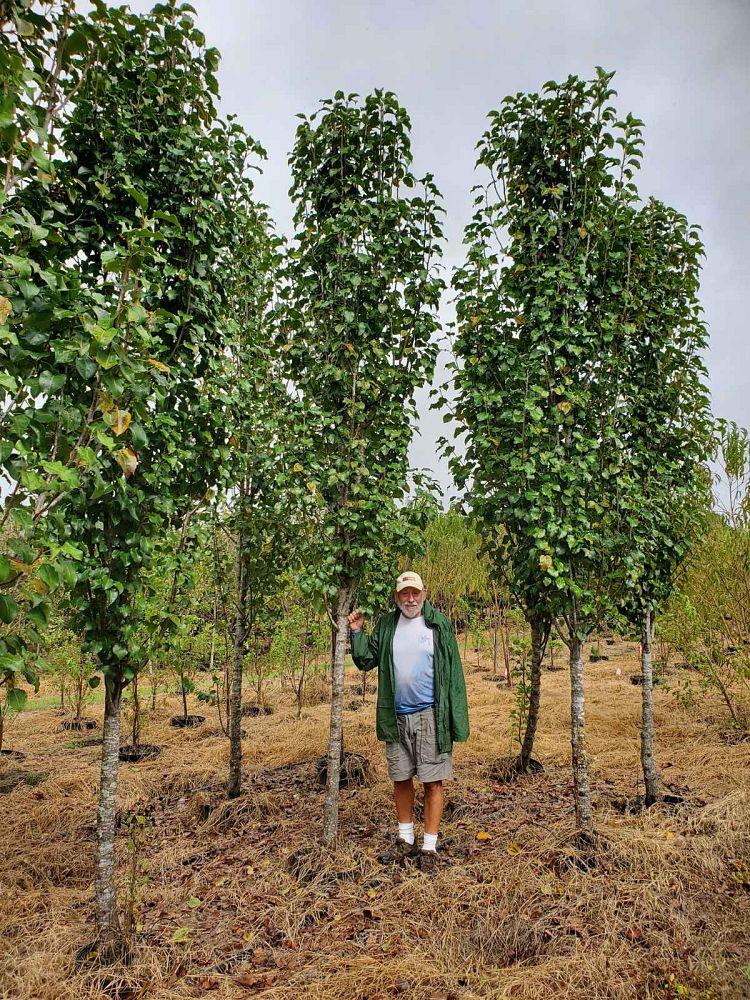 pyrus-calleryana-freedom-callery-pear
