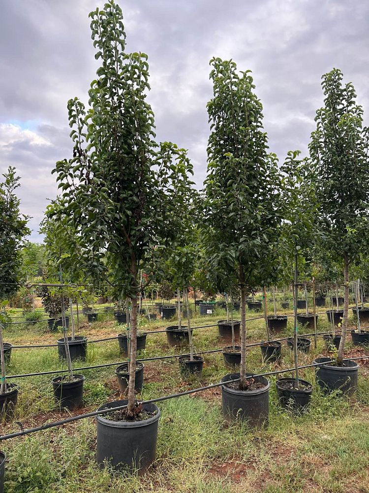 pyrus-calleryana-holmford-callery-pear-new-bradford