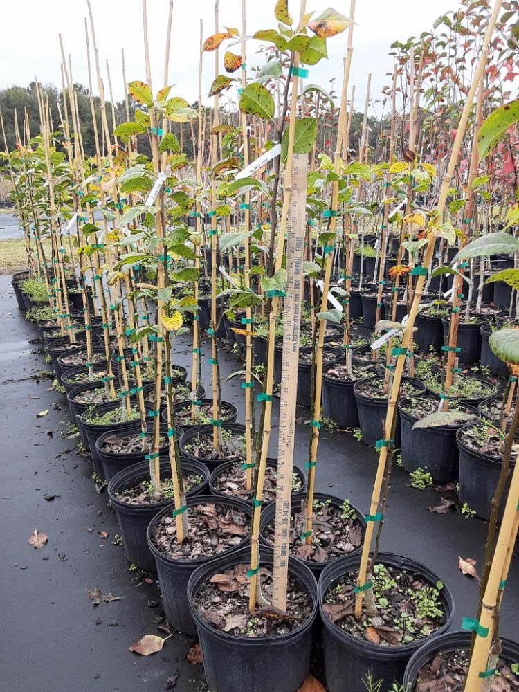 pyrus-communis-baldwin-european-pear-common-pear