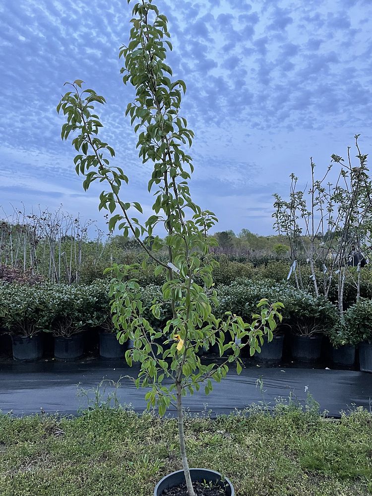 pyrus-communis-bartlett-european-pear-common-pear