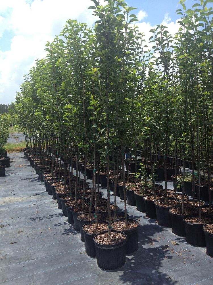 pyrus-communis-flordahome-european-pear-common-pear