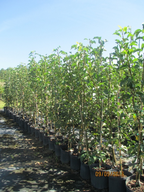 pyrus-communis-flordahome-european-pear-common-pear
