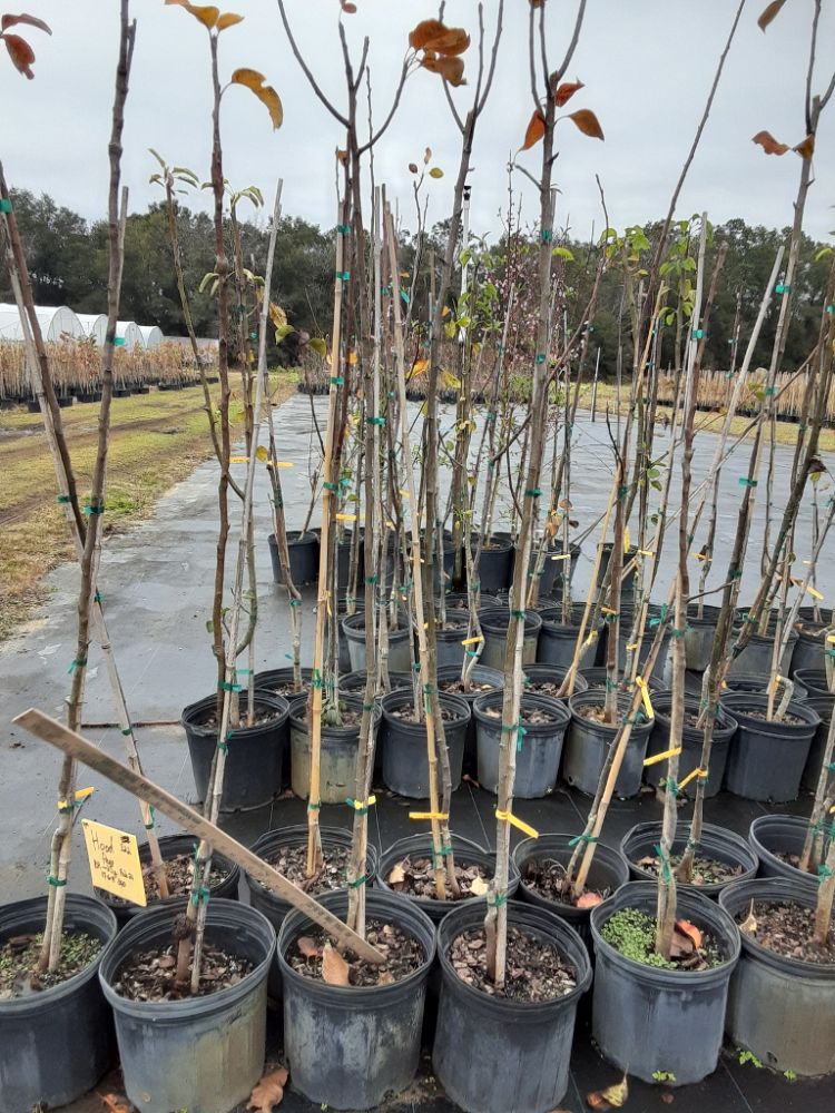 pyrus-communis-hood-european-pear-common-pear